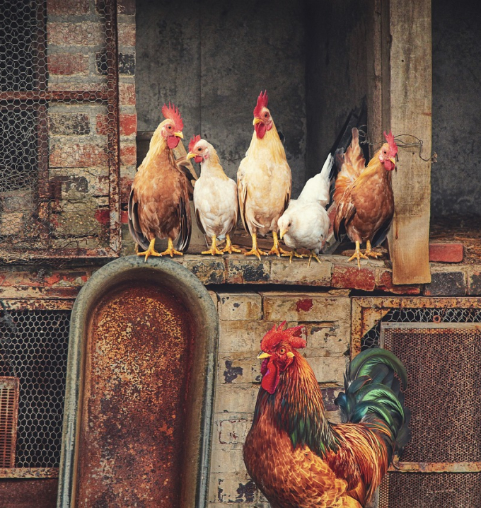 roosters, hens, chickens-5599141.jpg