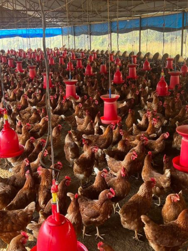 free range birds images nifty