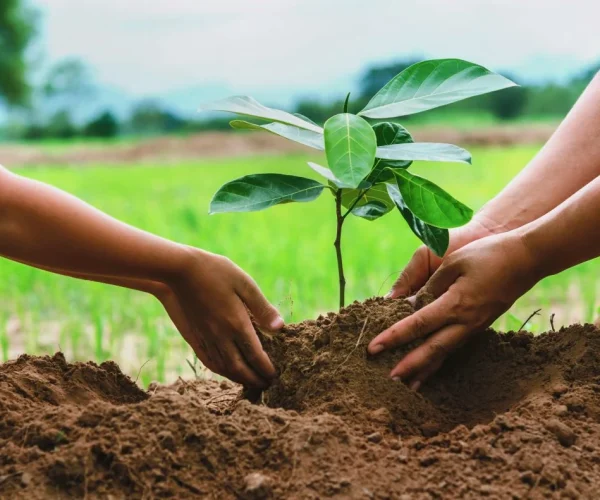 Planting trees