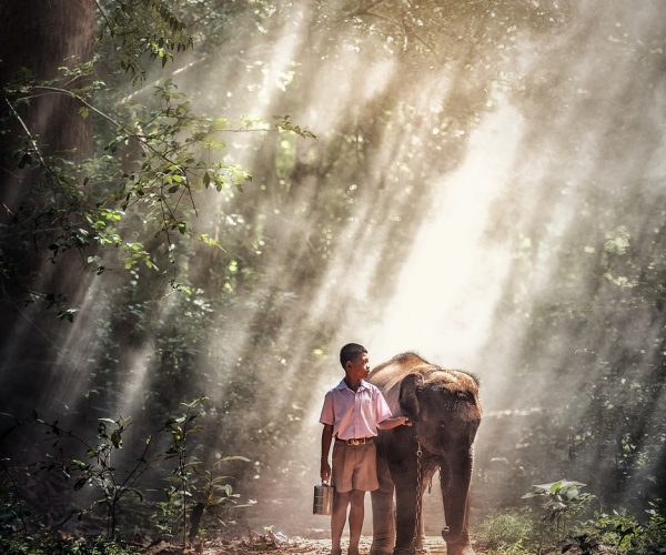 elephant, boy, kid-1822639.jpg